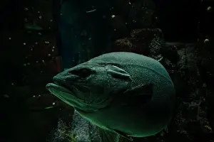 Looking At The Camera Prints: A large grouper swims through the dimly lit depths of its tank at the Lisbon Oceanarium