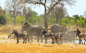 Zimbabwe Prints: Large herd of elephants and zebras in a dust storm while at a waterhole in Hwange National Park