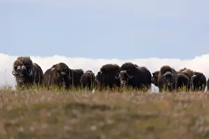 Musk Prints: A large herd of musk oxen in the tundra. Republic of Sakha, Yakutia, Russia