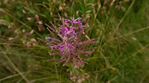 Color Green Prints: Large inflorescence of narrow-leaved fireweed