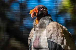 Tucson Prints: A large King Vulture in Tucson, Arizona