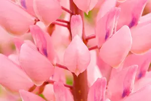 Graphical Prints: large leaved lupin, Lupinus polyphyllus, Switzerland