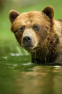 Taiga Prints: Large male brown bear portrait in water