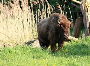 Walks Prints: Large male European bison bull, a.k.a wisent (Bison bonasus)