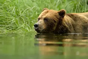 Taiga Prints: Large male grizzly bear wading through water close up