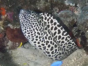 Stains Prints: A large net moray (Gymnothorax favagineus) meanders between corals and sand