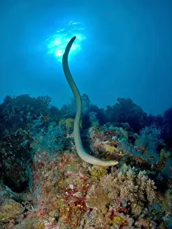 Slender Prints: Large olive sea snake (Aipysurus laevis) over the Great Barrier Reef