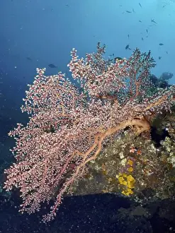 Rosy Prints: Large pink coral, Godeffroy's soft coral (Siphonogorgia godeffroyi)