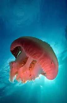 Sunrays Prints: Large pink jellyfish against sunrays, Aur Island, Malaysia