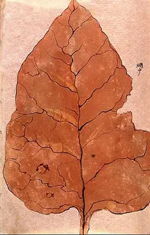 Circulation Prints: A large plant leaf with reticulate venation. Watercolour