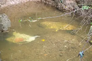 Discarded Prints: Large plastic bags submerged under water at the edge of a stream