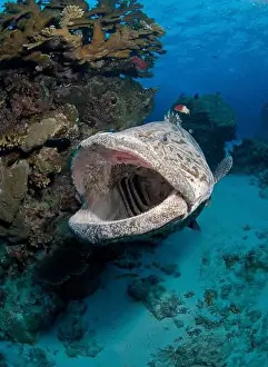 On The Move Prints: Large potato cod with mouth open wide at a cleaning station