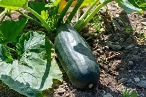 Oblong Prints: A large raw green oblong marrow zucchini vegetable growing on the ground with large leaves and tall stems