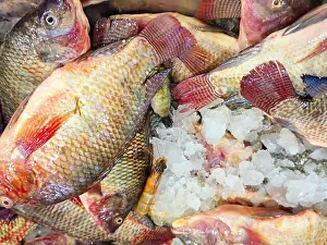 Tilapia Prints: Large raw uncooked tilapia fishes Oreochromis niloticus with ice for sale