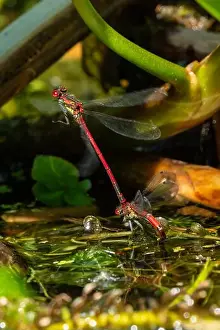 Life Cycle Prints: Large red damselflies mating