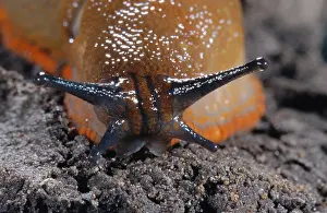 Molluscs Prints: large red slug, greater red slug