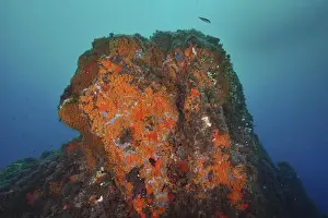 Rock Cliffs Prints: Large rock face with Orange upholstery sponge (Reniera fulva) rising from the depths in the blue ocean