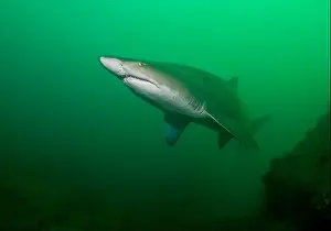 On The Move Prints: A large sand tiger shark (Carcharias taurus) in green water