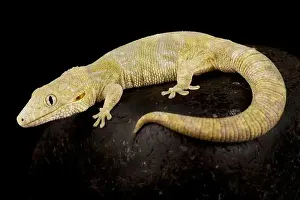 Gecko Prints: Large-scaled chameleon gecko (Eurydactylodes symmetricus)