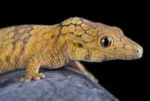 Island Endemic Prints: The Large-scaled chameleon gecko (Eurydactylodes symmetricus) is an endangered gecko species from New Caledonia