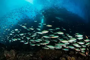 Group Of Animals Prints: Large school of neon fusilier fish (Pterocaesio tile), Cenderawasih Bay, Indonesia