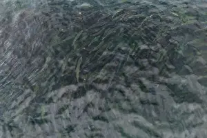 Bird Eye View Prints: Large school of Pink Salmon in the ocean