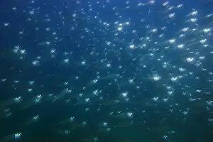 Group Of Fish Prints: Large school of silvery herring, Fujairah, United Arab Emirates