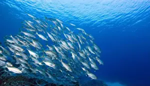 Shimmering Prints: A large school of small, silvery fish swim together in a tight formation in the blue ocean