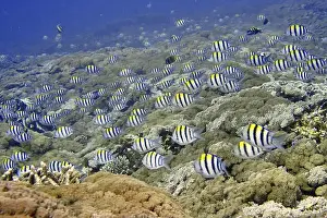 Pods Prints: Large school of striped tropical fish