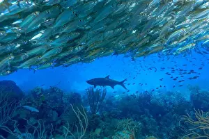 Pelagic Prints: A large school of Trachurus murphyi or Jack mackerel forms a bait ball with a solitary Tarpon or Megalops atlanticus