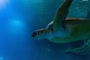 Green Sea Turtle Prints: Large sea turtle swimming in the water