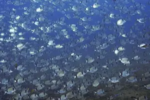 Cote Dazur Prints: A large shoal of silver two-banded seabream (Diplodus vulgaris) swimming in the blue sea