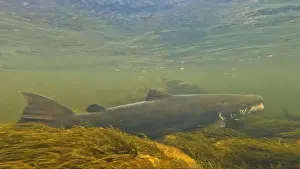 Sports Fishing Prints: Large size spawning color Baltic Sea salmon swimming