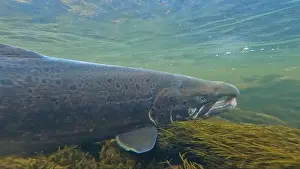Sports Fishing Prints: Large size spawning color Baltic Sea salmon swimming