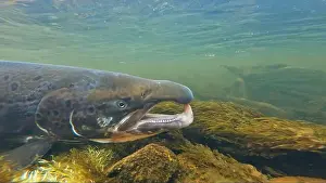 Sports Fishing Prints: Large size spawning color Baltic Sea salmon swimming