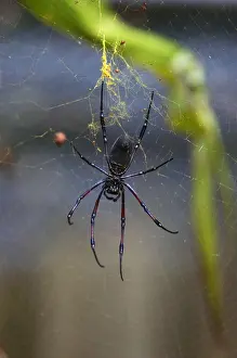 Disgust Prints: large spider on web - Nephila inaurata - Red-legged Golden Orb-web Spider