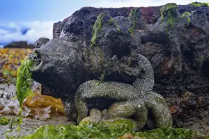 Rocky Coast Prints: A large starfish (Echinodermata spec)