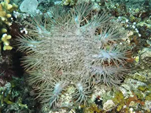 Sea Stars Prints: Large starfish with long spines