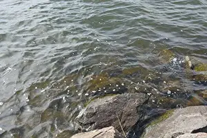 Stone Stream Prints: Large stones, brown and gray granite are located on the shore and bottom of the reservoir