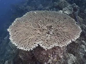 A large table coral (Acropora hyacinthus) on a seabed surrounded by water