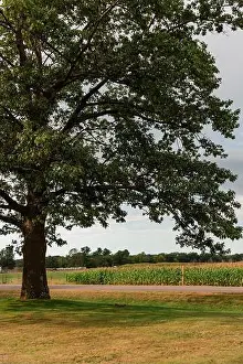Rural Life Prints: Large tree by field of corn