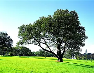 Tree Day Prints: A large tree stands alone in a lush green grassy field on a sunny day