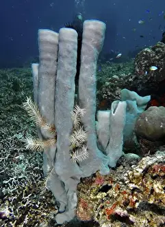 Porifera Prints: Large tube sponge (Haliclona (Reniera) fascigera) with feather star and fish in a reef
