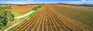 Mornington Prints: Large vineyard in autumn - aerial panoramic landscape