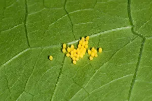 Caterpillar Prints: Large white butterfly eggs