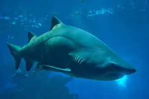 Captivating Prints: A large white shark swimming in a blue tank