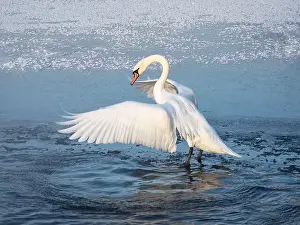 Dominance Prints: Large white swan actively flaps its wings while standing in the water in spring