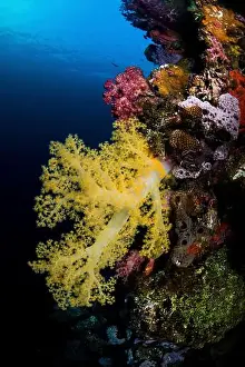 Shipwreck Prints: Large yellow Dendronephthya soft coral growing on the Sankisan Maru wreck, Micronesia
