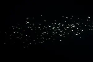 River Ecosystem Prints: Largemouth bass fry swimming in school at night