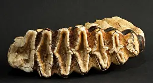 Dental Prints: The largest of an elephants teeth used to grind food